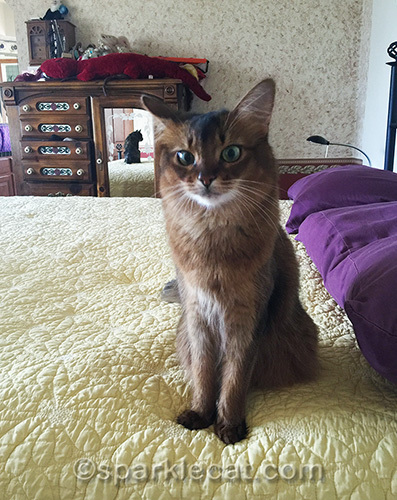 tortoiseshell cat photobombing somali cat in mirror