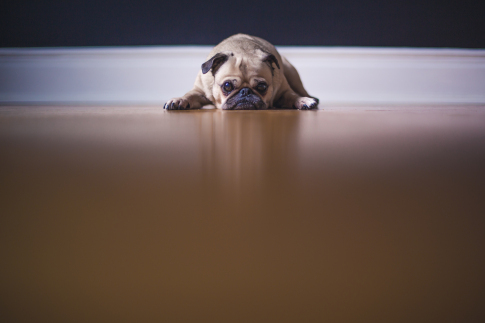 sad dog