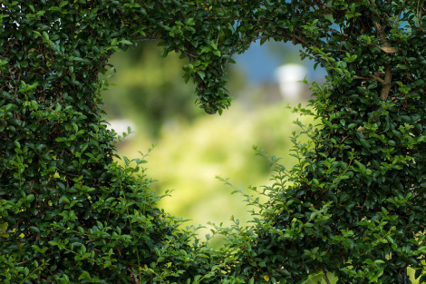 grass heart