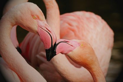 Photo by Jinterwas on Flickr. Click the photo to visit the artist's page.