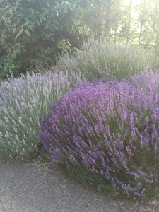 Wave Hill Lavender