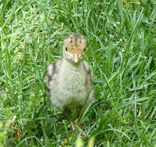 Turkey chick