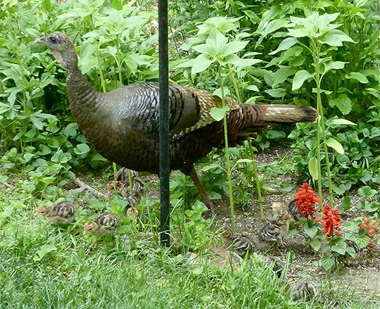 Turkey family 1