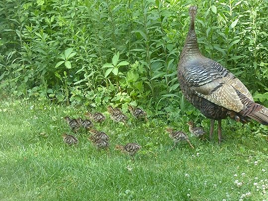 Turkeyfamily 2