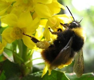 A bumblebee on a flower (click for credit)
