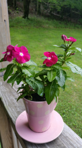 Vinnie (Vinca Minor)