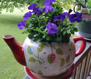 Petunia