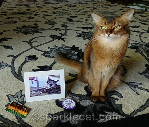 Christy Paws card and button