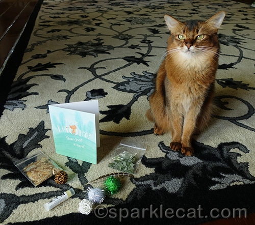 somali cat with gifts from A Tonk's Tail