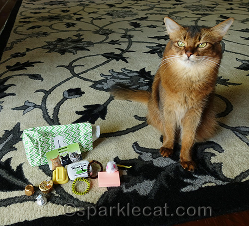 somali cat with gifts from the Island Cats