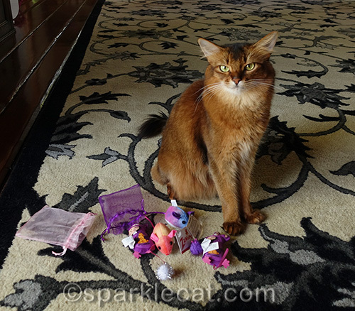 somali cat with presents from Sammy, Orion and Emily's human