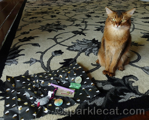somali cat with gifts from Lola the Rescued Cat