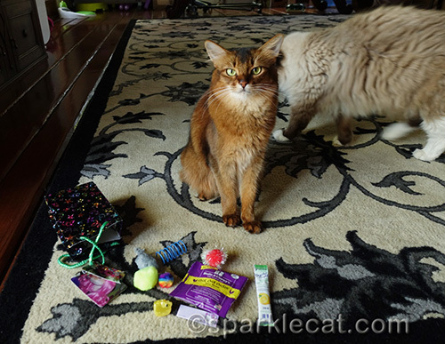 somali cat with toys from Coco the Couture Cat
