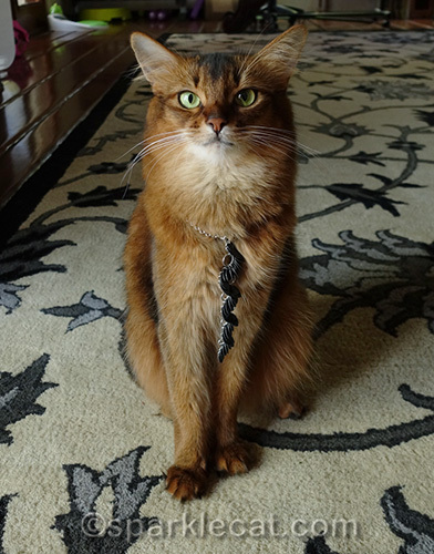 somali cat posing with pretty necklace