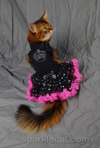 somali cat in black dress with flouncy skirt