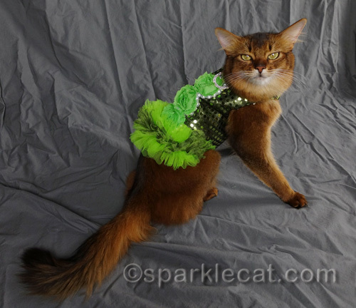 somali cat in green floofy dress