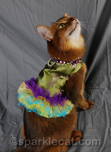 somali cat in sweet green jeweled walking vest.