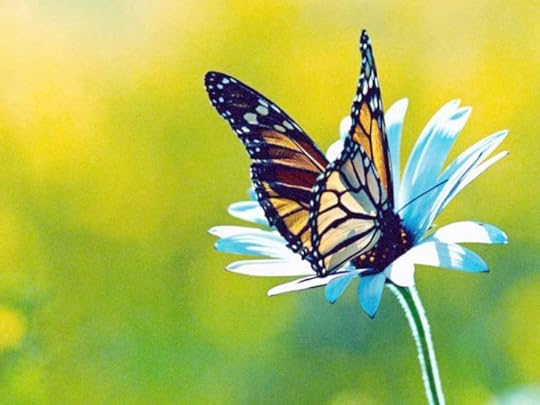 butterfly-on-the-blue-flower