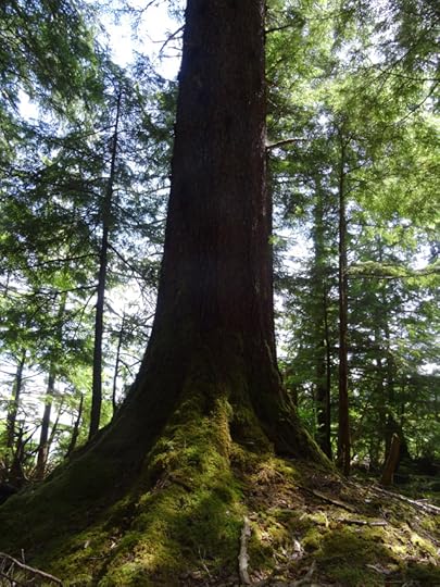 Walking amongst giants