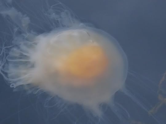 Fried egg jellyfish