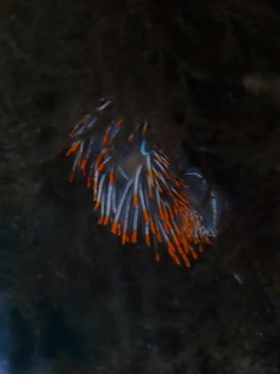 Nudibranch