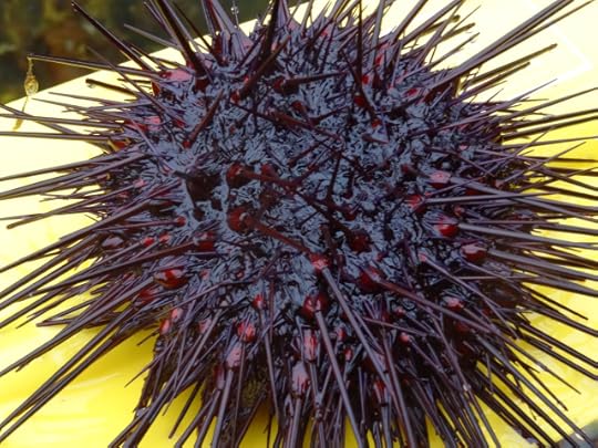 Sea urchin