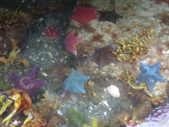 Rainbow star fish
