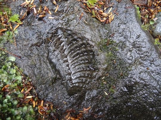 Fossil