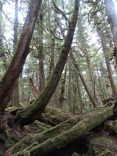 Abandoned dugout canoe and carving on tree