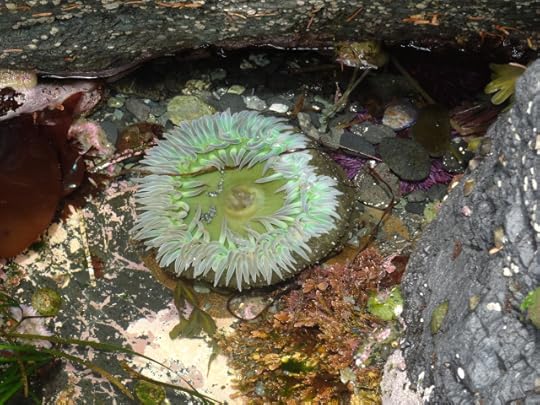 Anenome