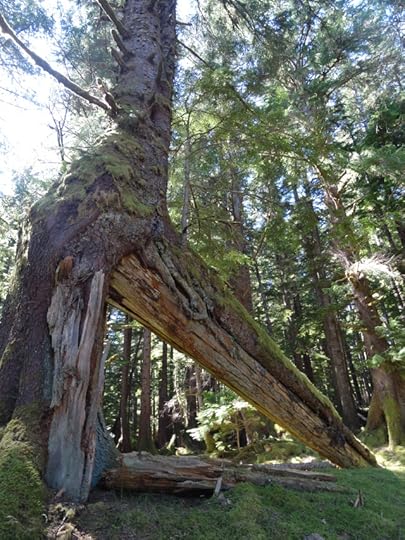 Sitka raising house pole