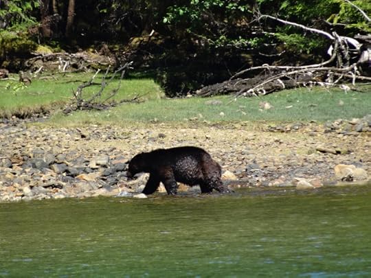 Brown bear fishing on shore in Gwaii Haanas