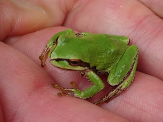 Tree frog Haida Gwaii
