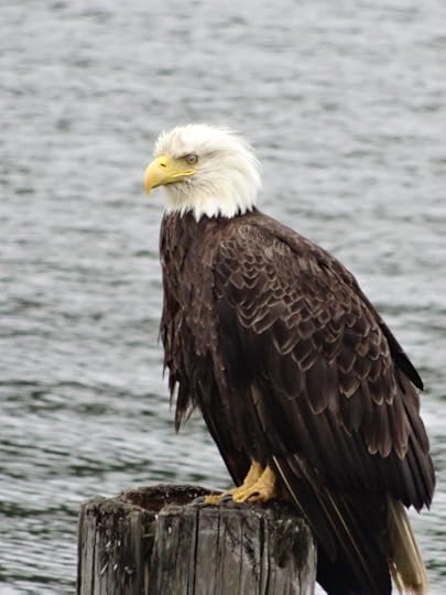 Bald Eagle Masset Harbour