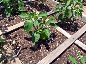 Green Peppers