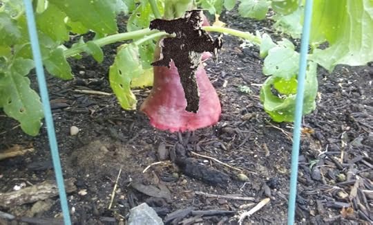 radish (640x384) - Copy (2).jpg