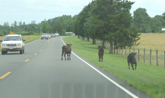 cows in the road