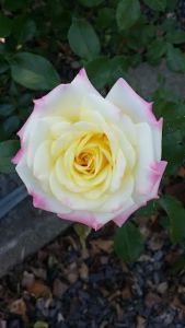 White rose with pink tips
