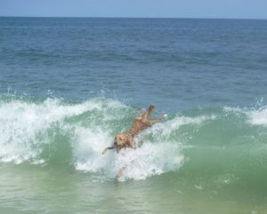 dog in waves