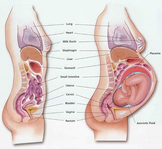 Tverrsnitt gravid kropp