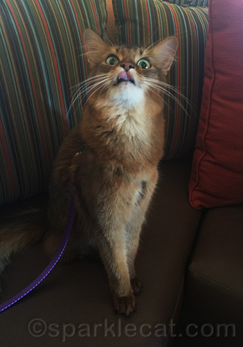One of the BlogPaws outtakes of a somali cat sticking tongue out in hotel lobby area.