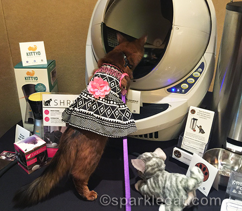 somali cat looking at Litter Robot in Cat Style Lounge