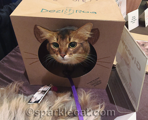 somali cat in paper cat tunnel