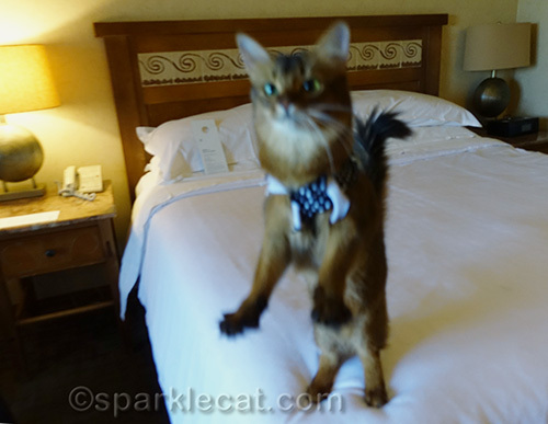 somali cat happy in a hotel room