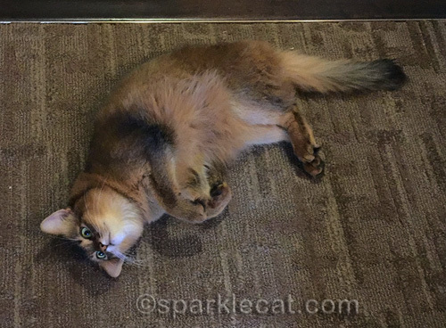 somali cat rolling on hotel room floor
