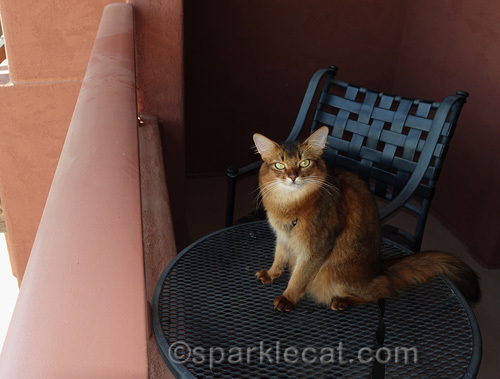 somali cat sitting on patio table on hotel balcony