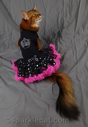 somali cat in a dress, looking like she is going to sneeze