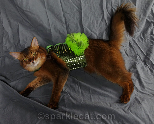 somali cat lying down wearing fancy green walking vest