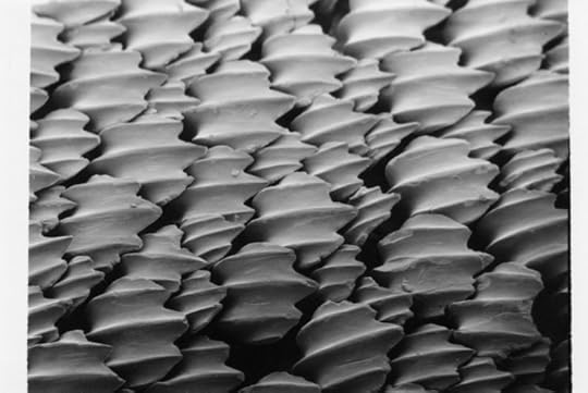 Denticules_cutanés_du_requin_citron_Negaprion_brevirostris_vus_au_microscope_électronique_à_balayage