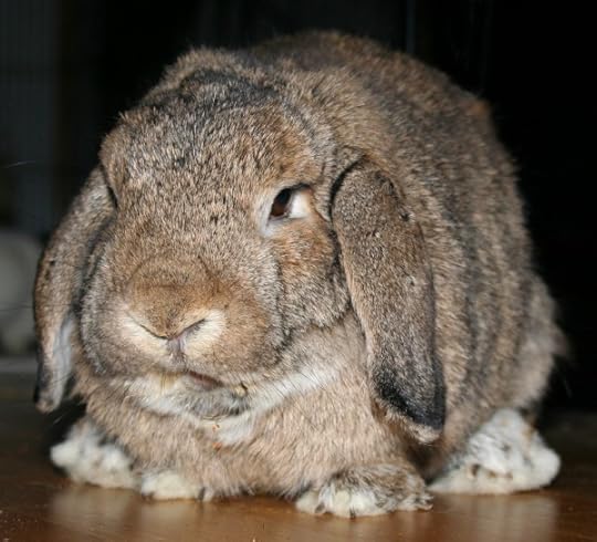 lonely rabbit